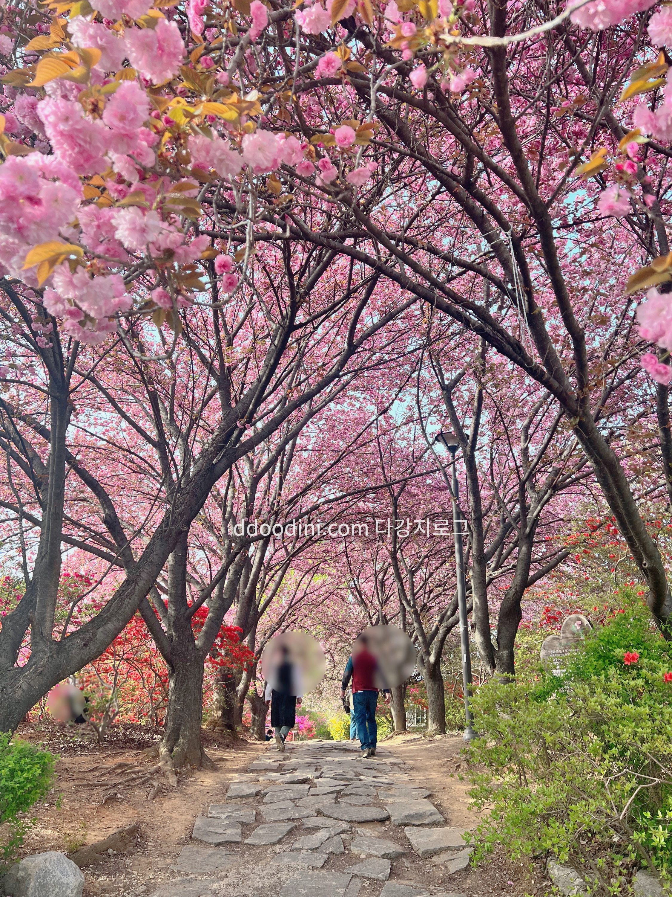 전주 완산꽃동산 겹벚꽃 현재