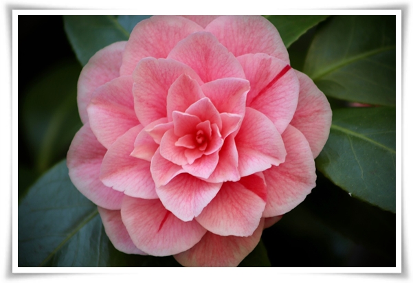 "동백꽃" 겨울의 끝 봄의 우아함을 담은 붉은 보석!