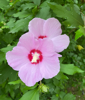 화담숲 무궁화동산