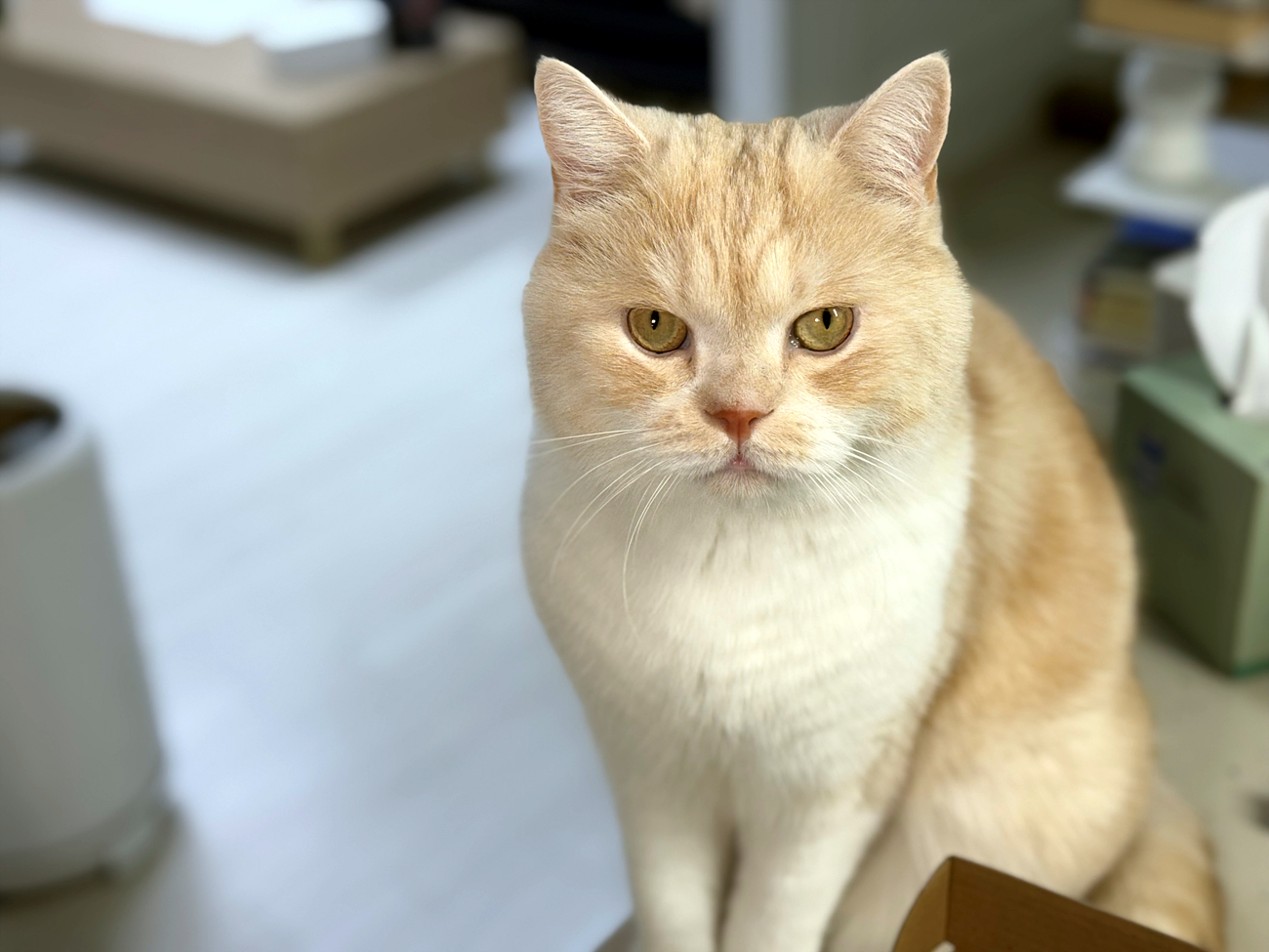 울란지 VL49 카메라 조명