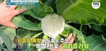 컬리플라워 재배 정식 후 관수 방풍 대책 영양 관리_14