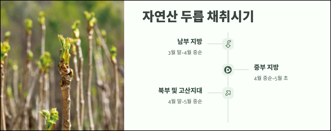 자연산 두릅 채취시기