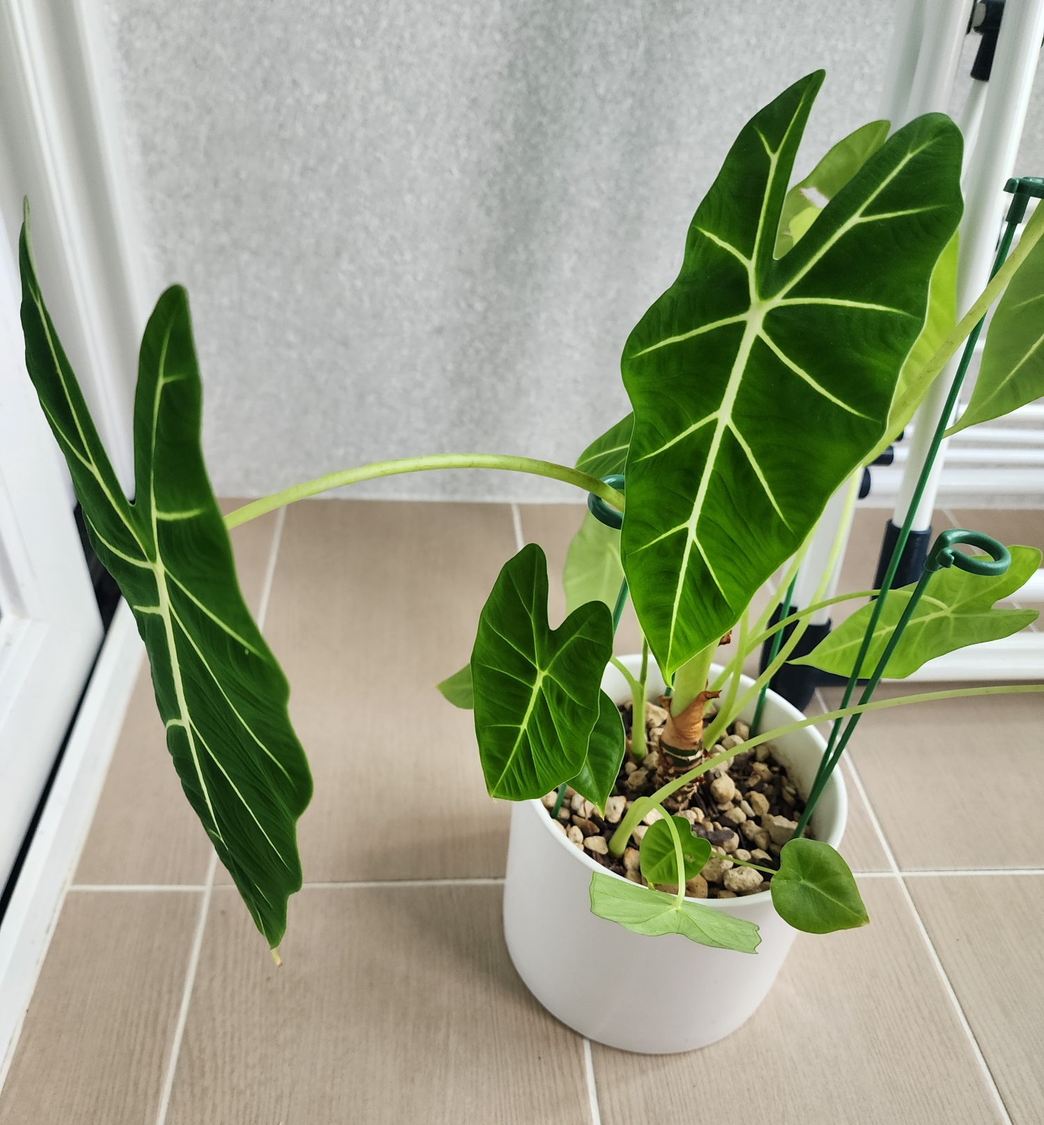 자구번식을 많이한 프라이덱