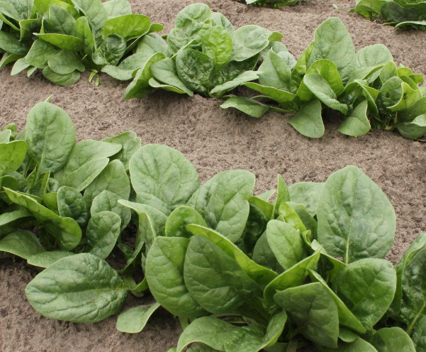 시금치심는시기 지역별 봄 가을 월동 시금치 씨앗 파종 수확 시기 키우기 재배 방법 2