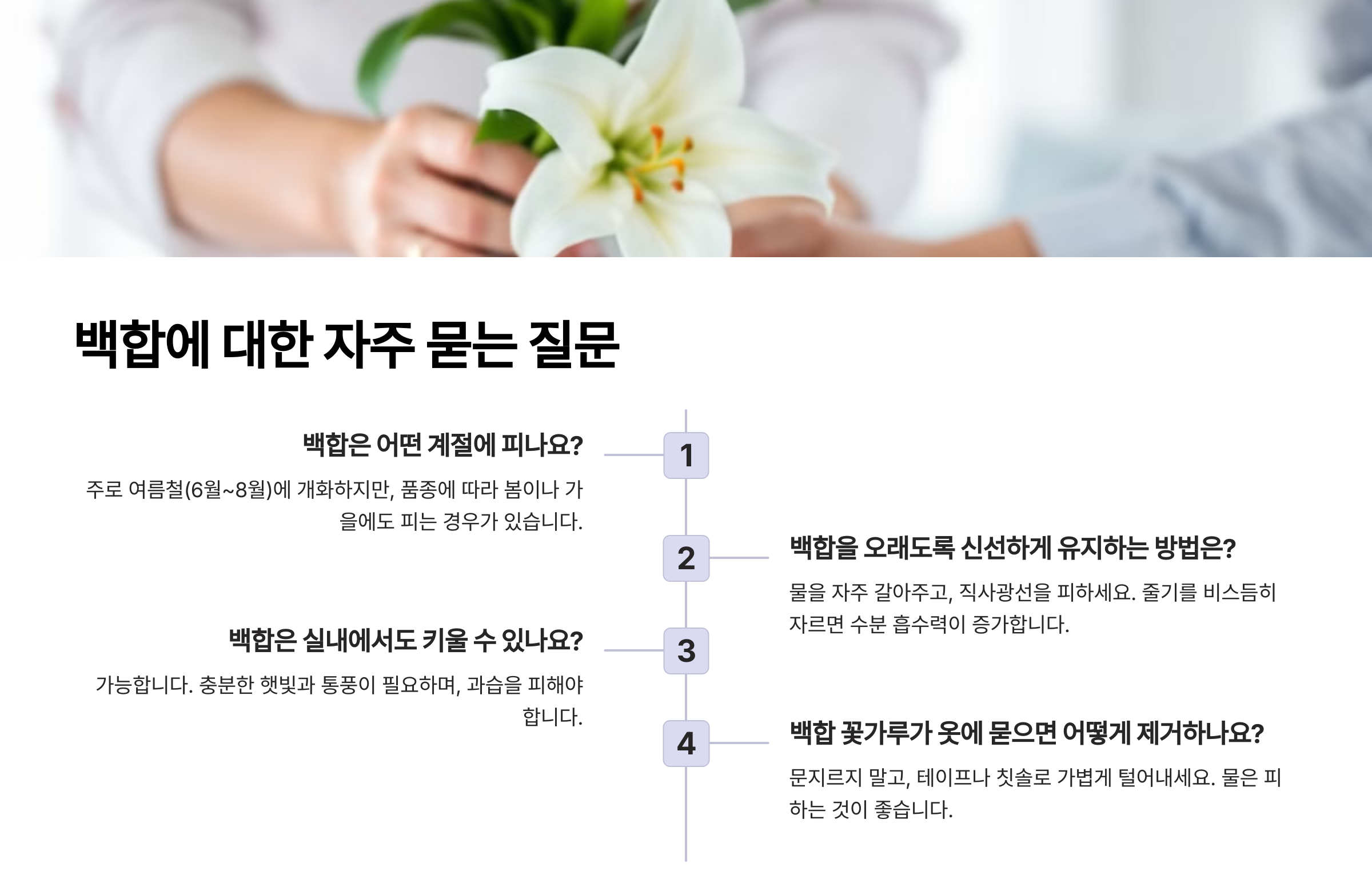 백합 사진