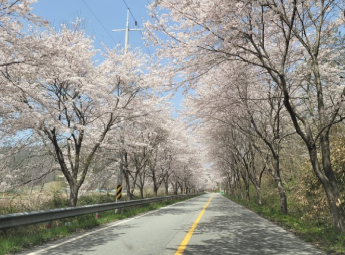 전남벚꽃 명소