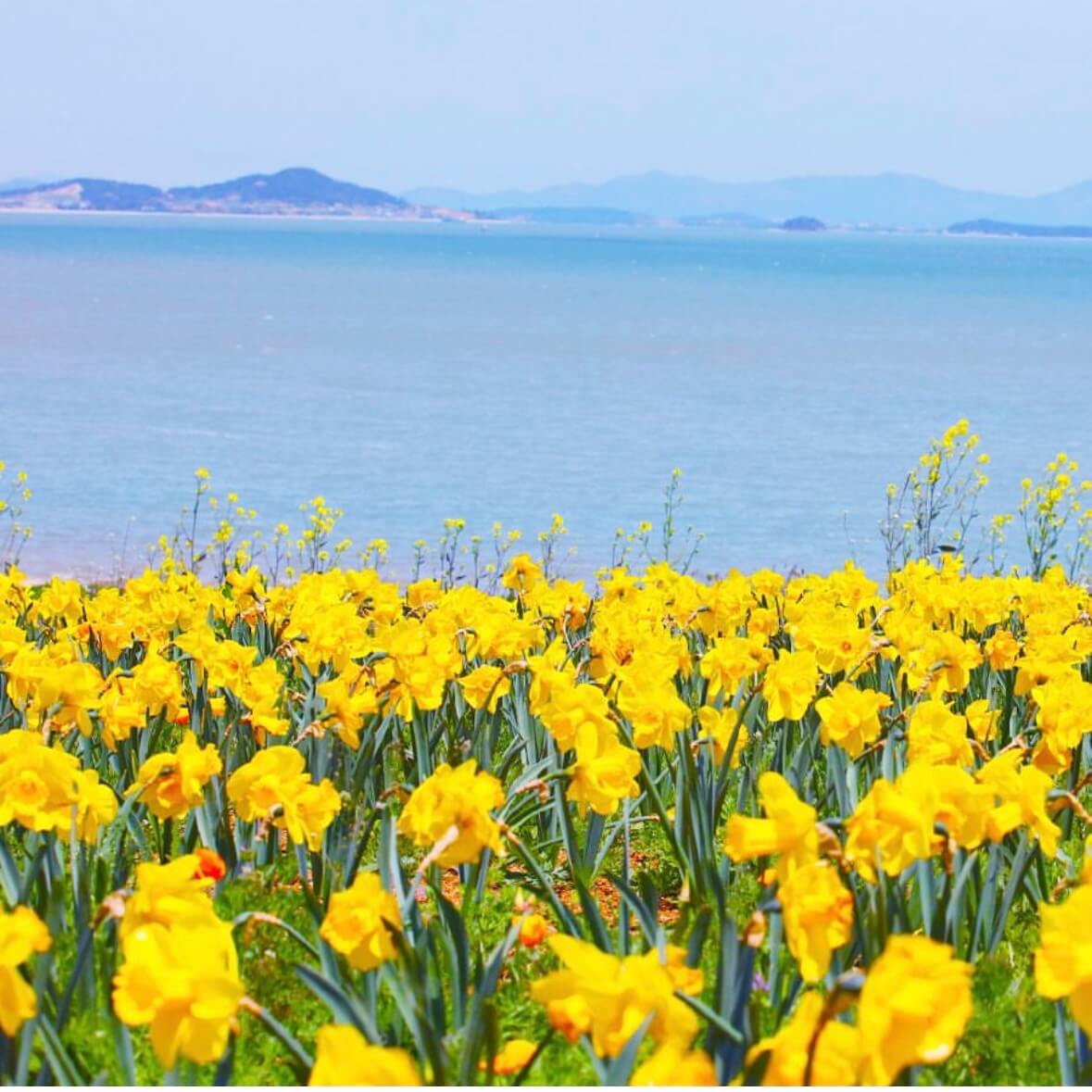 신안 선도 수선화 축제