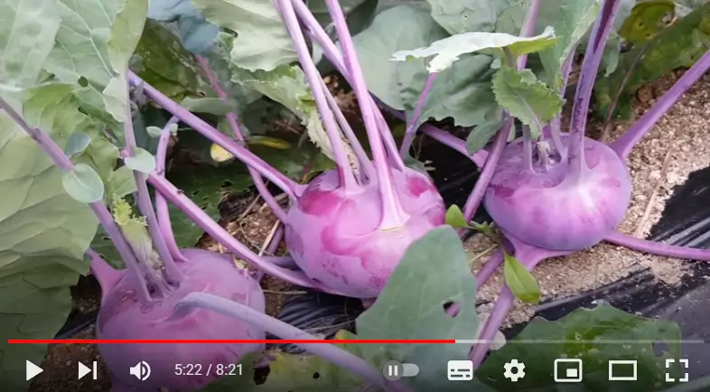 콜라비 재배영상