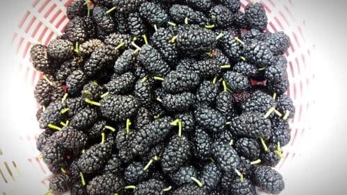 오디주-오디술-담그기-담그는법-오디-손질하기