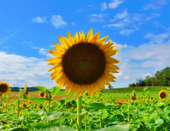 태백 해바라기축제