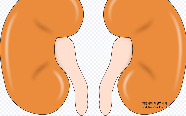 신장에 좋은 음식