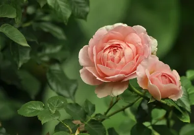 서울장미축제 맛집 할인업소