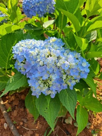 수국 키우는 법 씨앗 파종 시기 화분_23