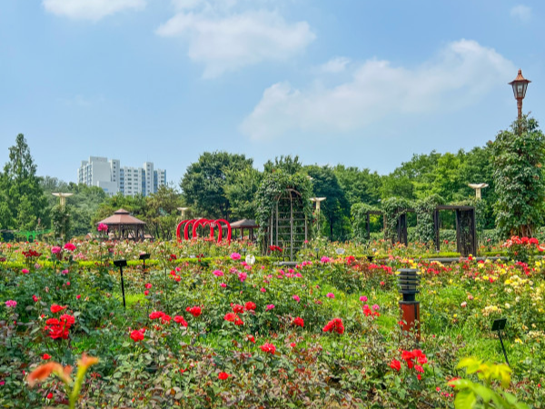 대구 이곡 장미공원 장미축제 - 위치, 축제 일정, 볼거리 총정리