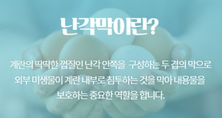난각막가수분해물 효능