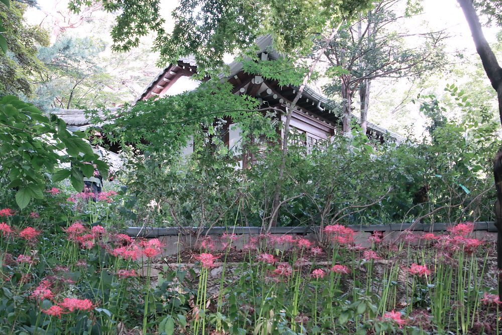 길상사와 꽃무릇