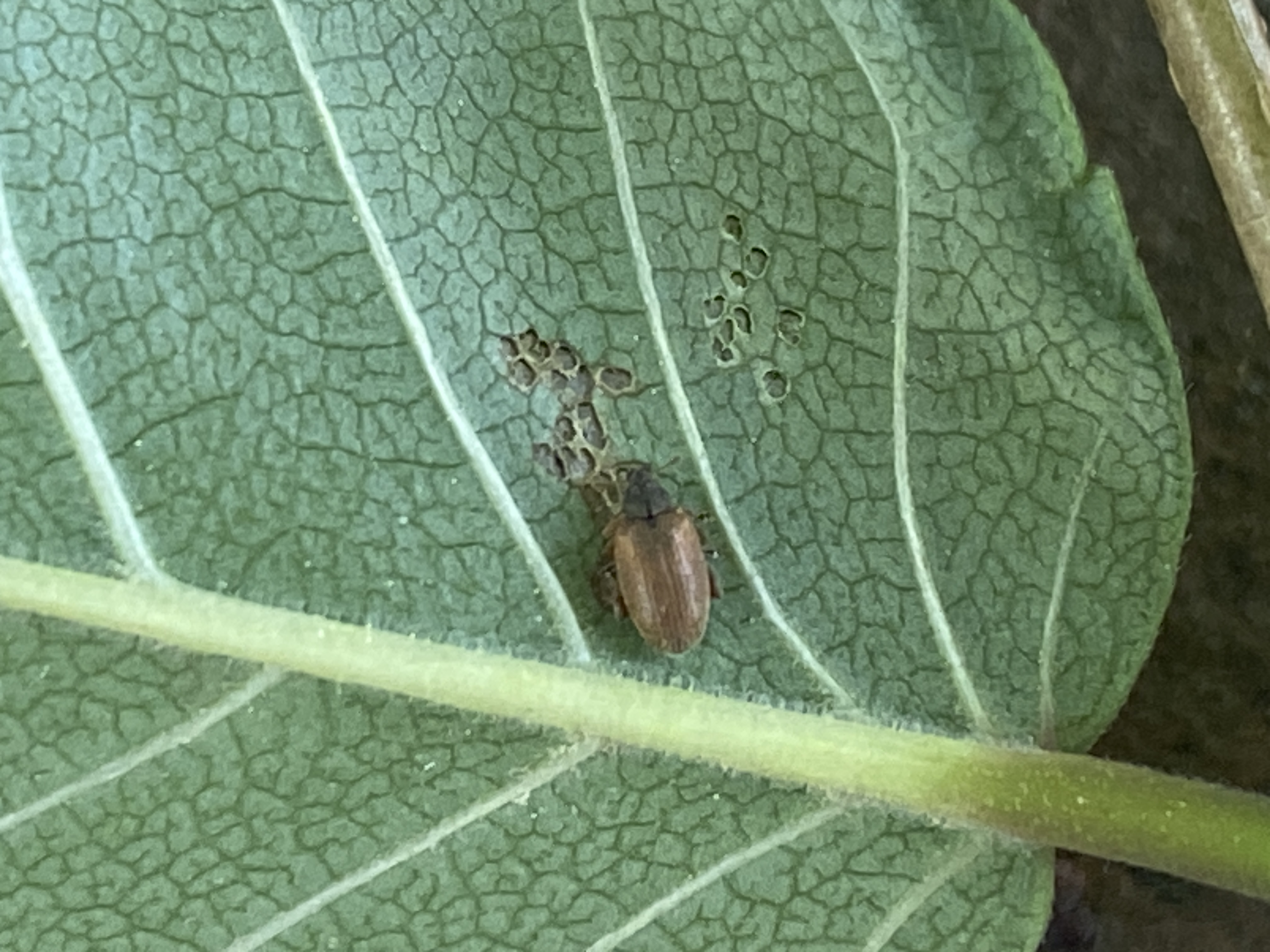 느티나무벼룩바구미