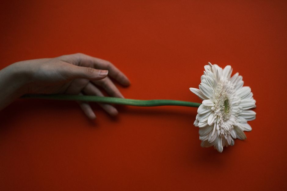 A gently placed hand holds a white gerbera daisy against a vibrant red background.