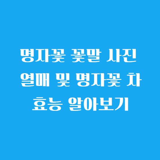 명자꽃 꽃말 사진 열매 및 명자꽃 차 효능 알아보기