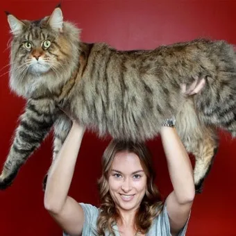 메인쿤 고양이 유전병_7