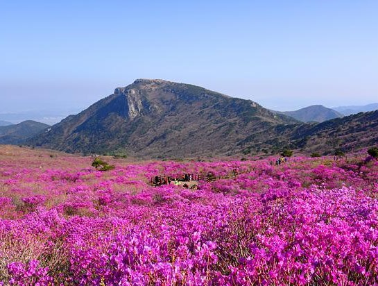 대구에 위치한 비슬산 진달래 군락지