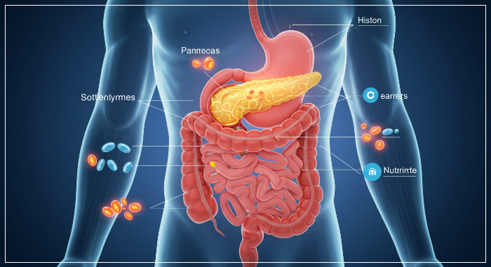 소화효소_소화과정에서_필수적인역할