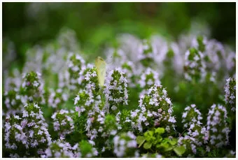백리향 키우는 법 집에서 재배법 꿀팁_17