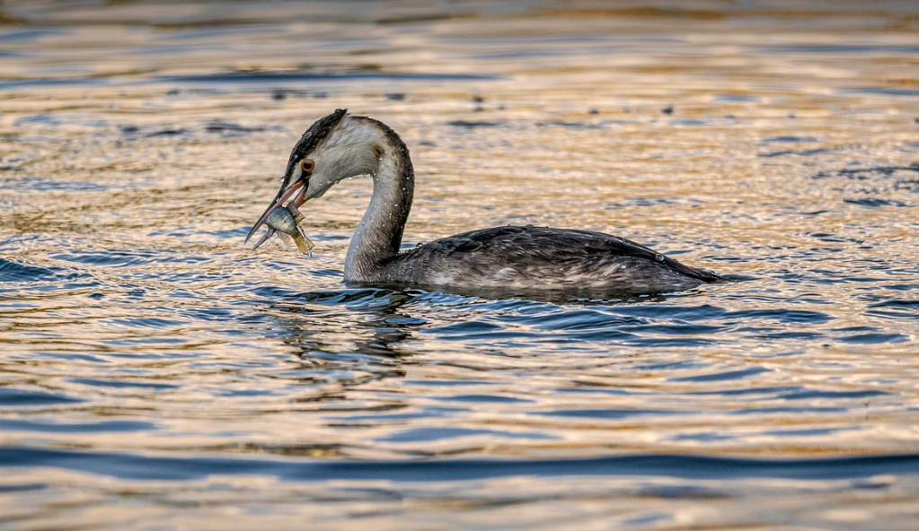 멸종위기 동물이 사라지면 경제에 미치는 파급 효과 &ndash; 생태계 붕괴가 경제 위기를 초래하는 이유