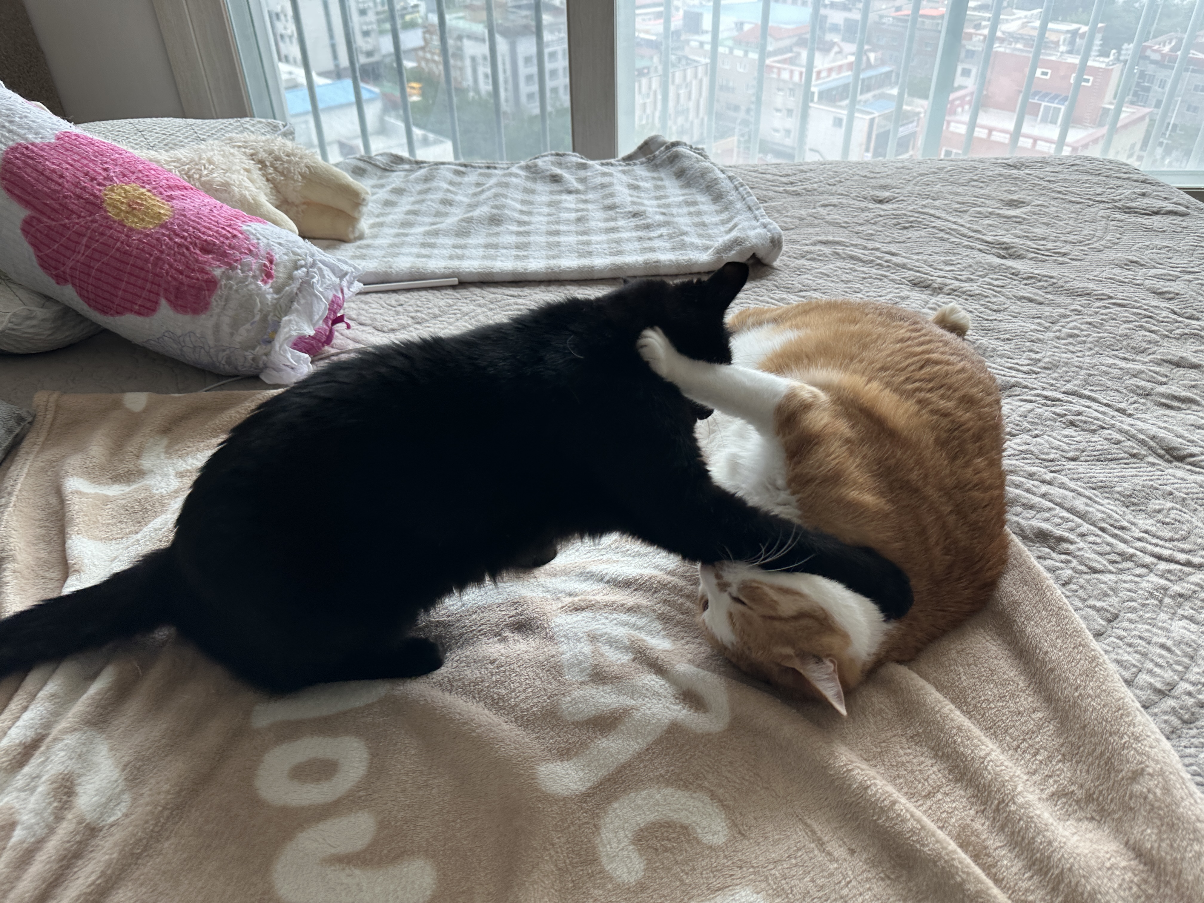 사이좋은_고양이_형제들