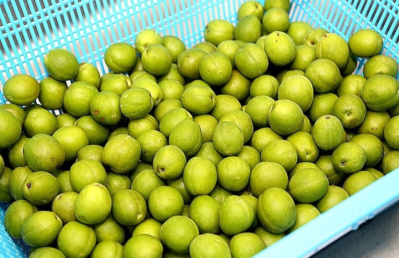 매실 효능 부작용