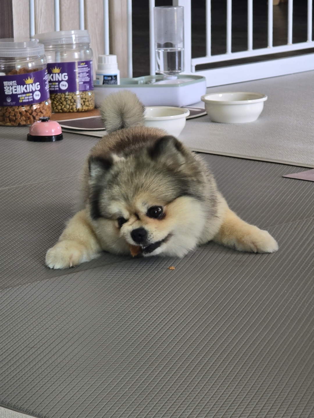 강아지 사료 관련 사진