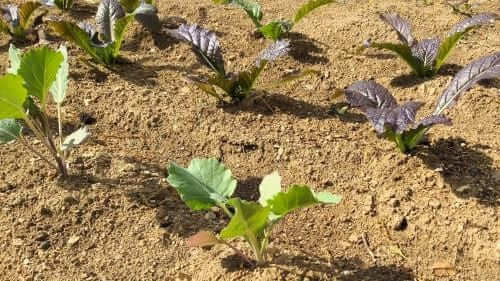 케일재배법-재배지-토양요건-거름주기-밑거름주기-웃거름주기