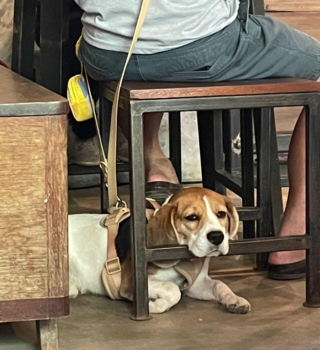 올드 치앙마이 카페