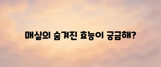 매실 효능 총정리│소화·피로회복에 좋은 전통 과일