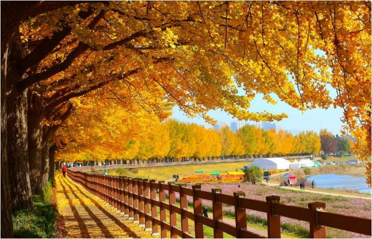 ▲ 황금빛 물든 아산 곡교천 은행나무길. 아산시