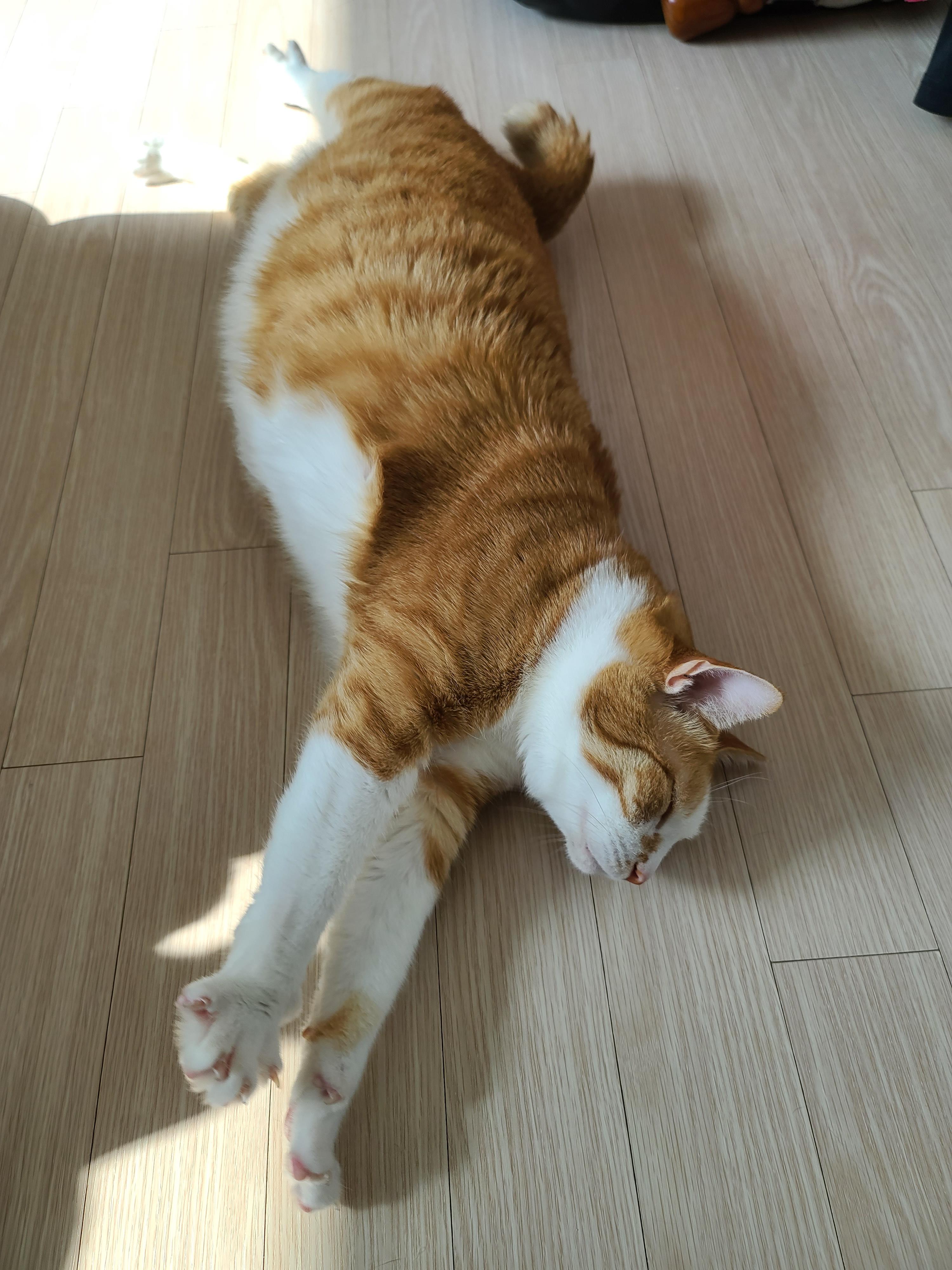 버리려고 하면 잘 써주는 청개구리 같은 고양이들 (feat.귀여운호야)