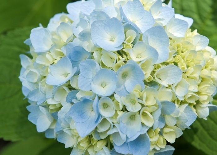 고성그레이스정원-수국