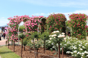 곡성 장미축제2