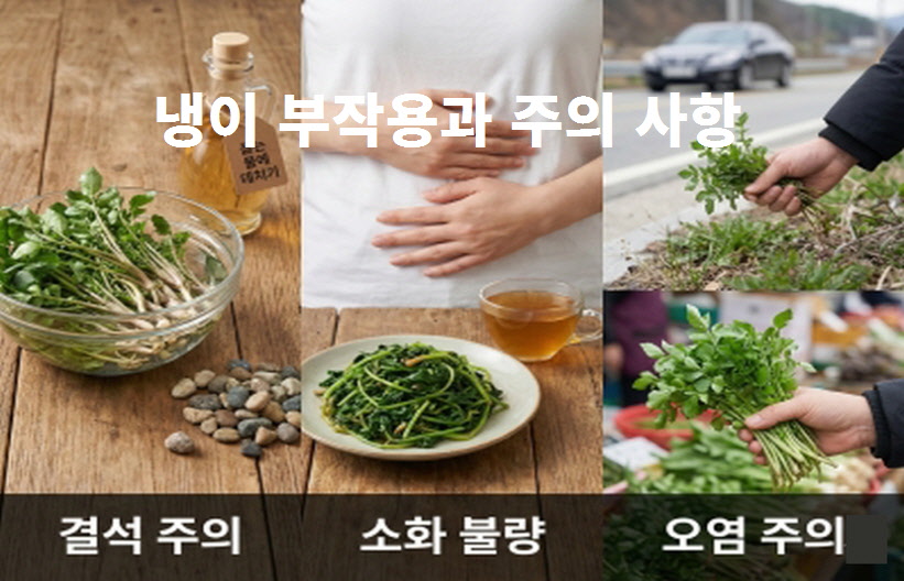 냉이 섭취 시 주의해야 할 결석, 소화 불량, 중금속 오염 등 주요 부작용과 안전한 섭취 방법을 정리한 인포그래픽