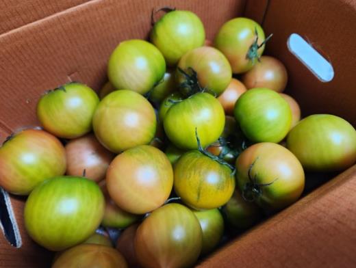 대저 토마토 짭짤이 부산 가격비교 활용법 구입요령