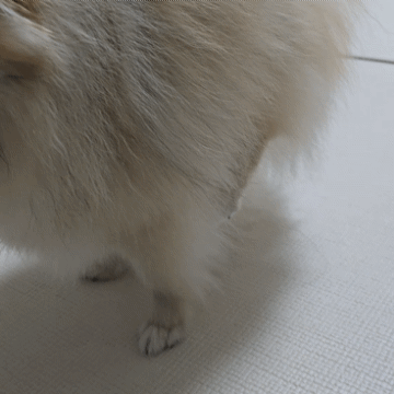 강아지 슬개골 탈구 증상