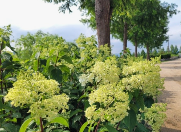 화명생태공원 수국