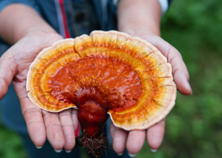 두통에 좋은 영지버섯