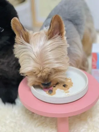 노령견 신부전2기 자연식 화식 레시피 건강식_16