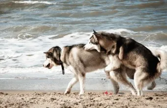 강아지 마운팅 이유 해결 방법_20