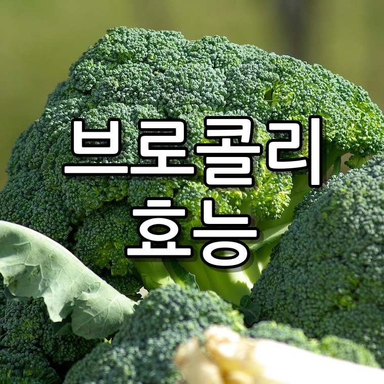 브로콜리의 효능 8가지와 보관방법