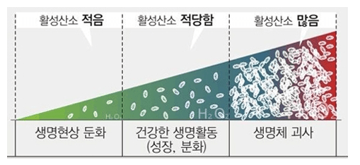 노화의 주범 활성산소