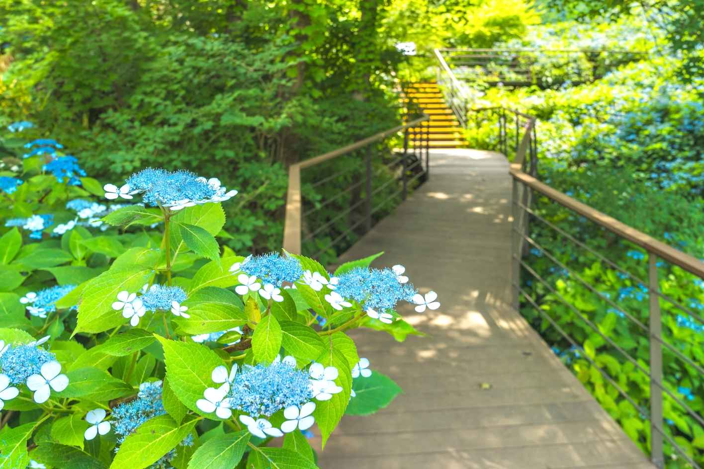 화담숲 수국축제