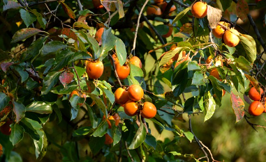 대봉감 10kg 가격, 대봉감 수확시기와 효능