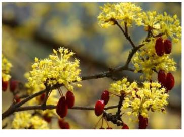 공진단-산수유-효능